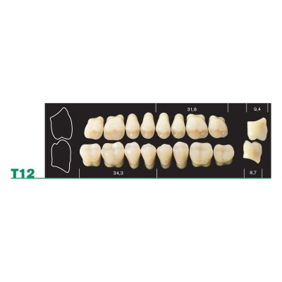 Major Plus Upper Posterior - 4-LAYER ACRYLIC TEETH
