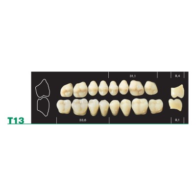 Major Plus Upper Posterior - 4-LAYER ACRYLIC TEETH