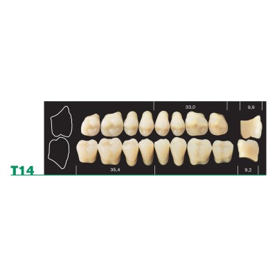 Major Plus Lower Posterior - 4-LAYER ACRYLIC TEETH