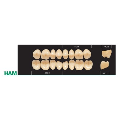 Major Plus HA Lower Posterior - 4-LAYER ACRYLIC TEETH