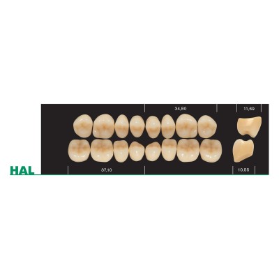 Major Plus HA Lower Posterior - 4-LAYER ACRYLIC TEETH