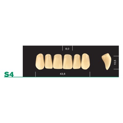 Major Plus Upper Front Small - 4-LAYER ACRYLIC TEETH