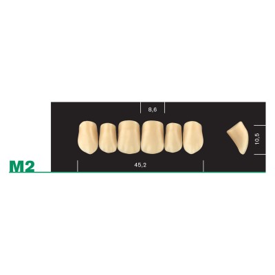 Major Plus Upper Anterior Medium - 4-LAYER ACRYLIC TEETH