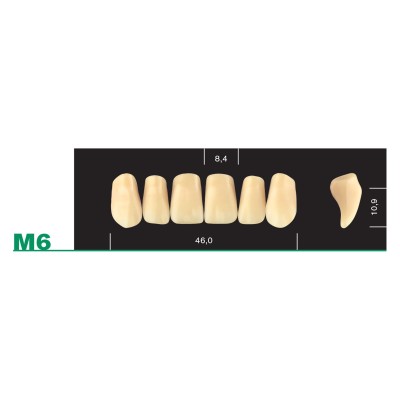 Major Plus Upper Anterior Medium - 4-LAYER ACRYLIC TEETH