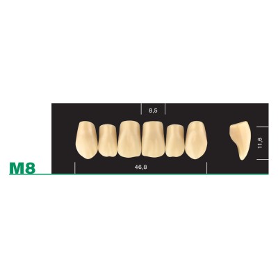 Major Plus Upper Anterior Medium - 4-LAYER ACRYLIC TEETH