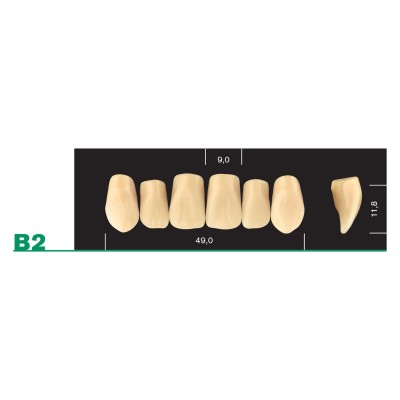 Major Plus Upper Front Large - 4-LAYER ACRYLIC TEETH