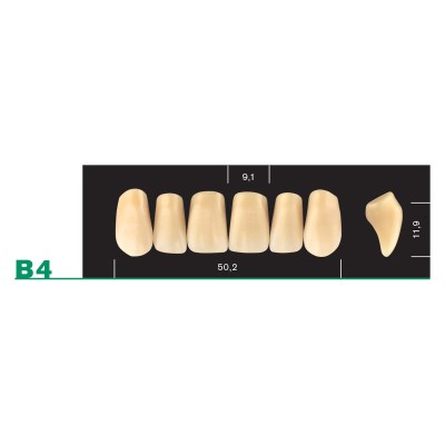 Major Plus Upper Front Large - 4-LAYER ACRYLIC TEETH