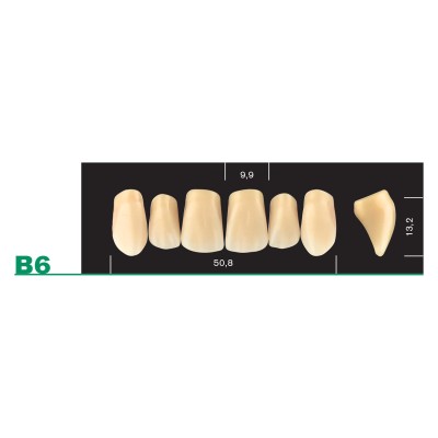 Major Plus Upper Front Large - 4-LAYER ACRYLIC TEETH