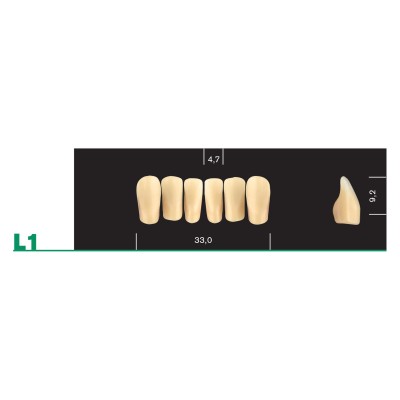 Major Plus Lower Front Moulds - 4 LAYER ACRYLIC TEETH