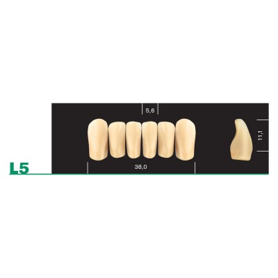 Major Plus Lower Front Moulds - 4 LAYER ACRYLIC TEETH