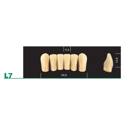 Major Plus Lower Front Moulds - 4 LAYER ACRYLIC TEETH