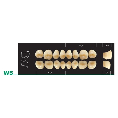 Major Plus WFA Lower Posterior - 4-LAYER ACRYLIC TEETH
