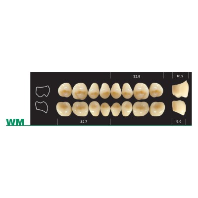 Major Plus WFA Lower Posterior - 4-LAYER ACRYLIC TEETH