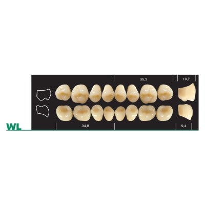 Major Plus WFA Lower Posterior - 4-LAYER ACRYLIC TEETH