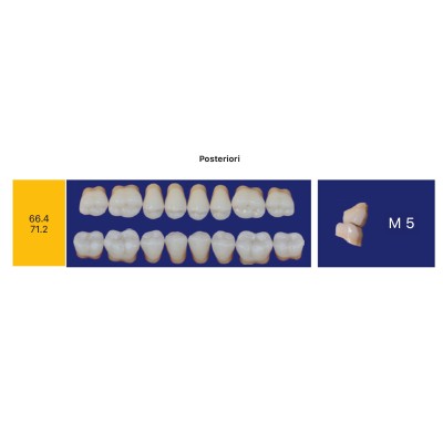 Eray Deluxe 1 Mouth (28 teeth, 4 rows) - Art. E5-K10-M5v
