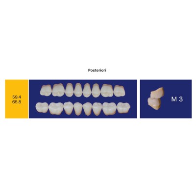 Eray Deluxe 1 Mouth (28 teeth, 4 rows) - Art. F3-K5-M3
