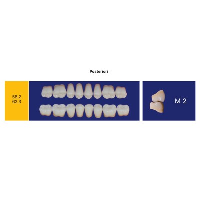 Eray Deluxe 1 Mouth (28 teeth, 4 rows) - Art. G2-K6-M2