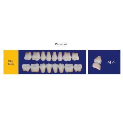 Eray Deluxe 1 Mouth (28 teeth, 4 rows) - Art. G3-K6-M4