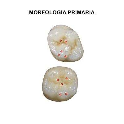 Gebdi Tribos 501 Posterior - PMMA teeth 3 layers