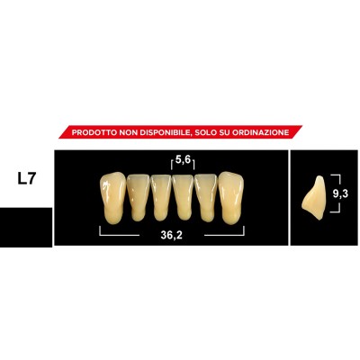Gebdi Tribos 501 Lower Anterior - 3-ply pmma teeth