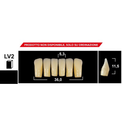 Gebdi Tribos 501 Lower Anterior - 3-ply pmma teeth