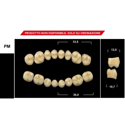 Gebdi Tribos 501 Posterior - PMMA teeth 3 layers