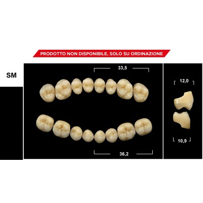 Gebdi Tribos 501 Posterior - PMMA teeth 3 layers