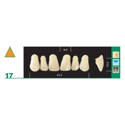 Major Plus Superior Anterior - 4-LAYER ACRYLIC TEETH