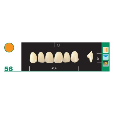 Major Plus Superior Anterior - 4-LAYER ACRYLIC TEETH