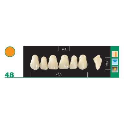 Major Plus Superior Anterior - 4-LAYER ACRYLIC TEETH