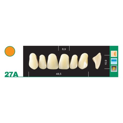 Major Plus Superior Anterior - 4-LAYER ACRYLIC TEETH