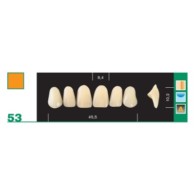 Major Plus Superior Anterior - 4-LAYER ACRYLIC TEETH