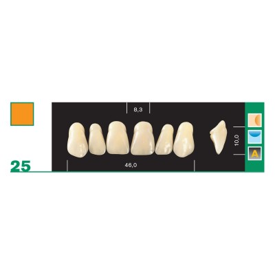 Major Plus Superior Anterior - 4-LAYER ACRYLIC TEETH