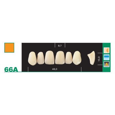 Major Plus Superior Anterior - 4-LAYER ACRYLIC TEETH