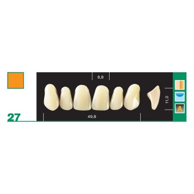 Major Plus Superior Anterior - 4-LAYER ACRYLIC TEETH