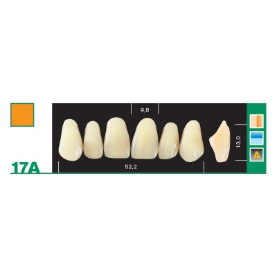 Major Plus Superior Anterior - 4-LAYER ACRYLIC TEETH