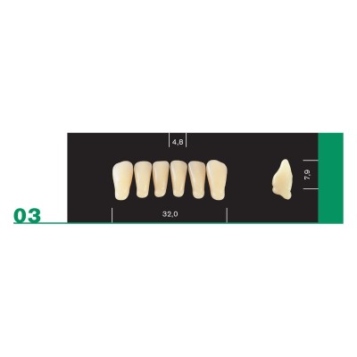 Major Plus Lower Front - 4-LAYER ACRYLIC TEETH