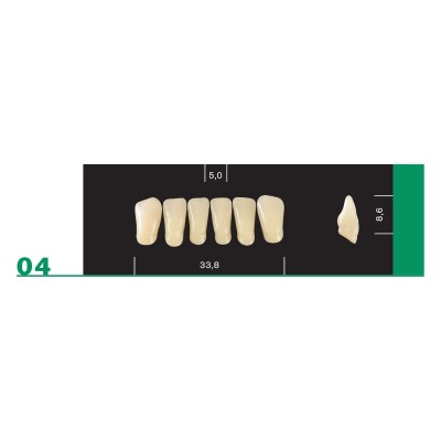 Major Plus Lower Front - 4-LAYER ACRYLIC TEETH