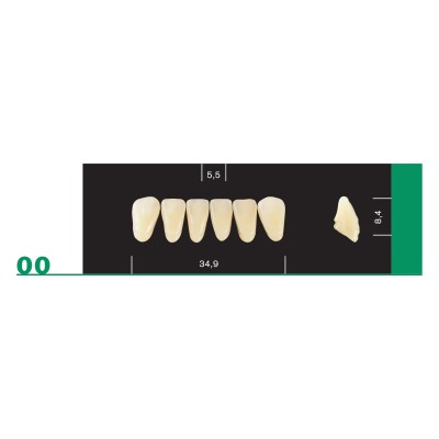 Major Plus Lower Front - 4-LAYER ACRYLIC TEETH