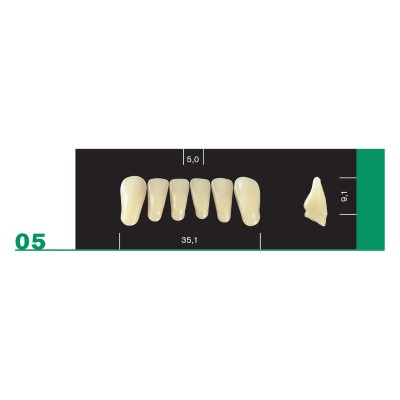 Major Plus Lower Front - 4-LAYER ACRYLIC TEETH