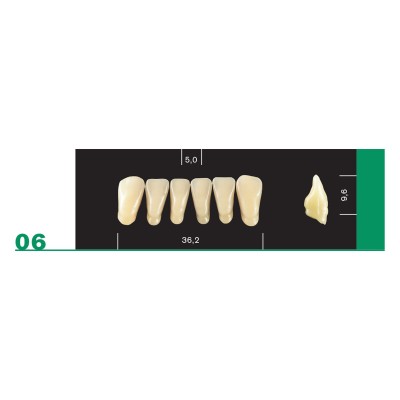 Major Plus Lower Front - 4-LAYER ACRYLIC TEETH