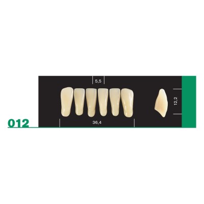 Major Plus Lower Front - 4-LAYER ACRYLIC TEETH