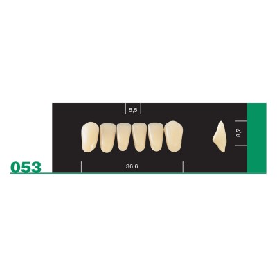Major Plus Lower Front - 4-LAYER ACRYLIC TEETH