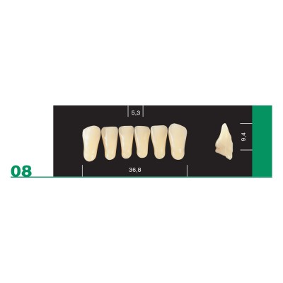 Major Plus Lower Front - 4-LAYER ACRYLIC TEETH