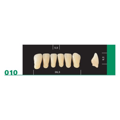 Major Plus Lower Front - 4-LAYER ACRYLIC TEETH