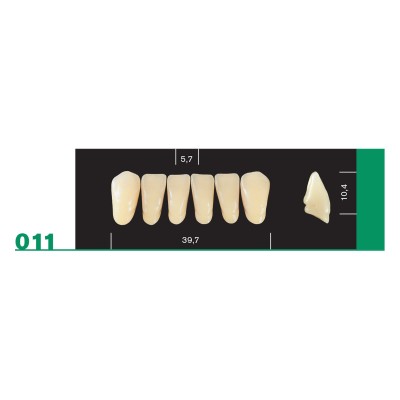 Major Plus Lower Front - 4-LAYER ACRYLIC TEETH