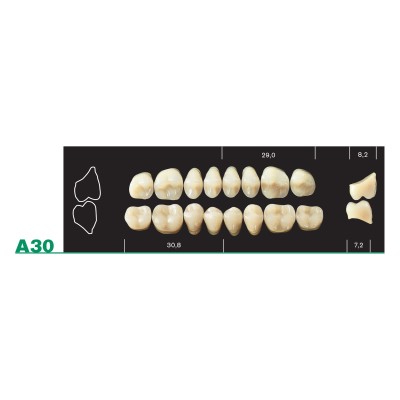 Major Plus Upper Posterior - 4-LAYER ACRYLIC TEETH