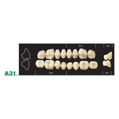 Major Plus Lower Posterior - 4-LAYER ACRYLIC TEETH