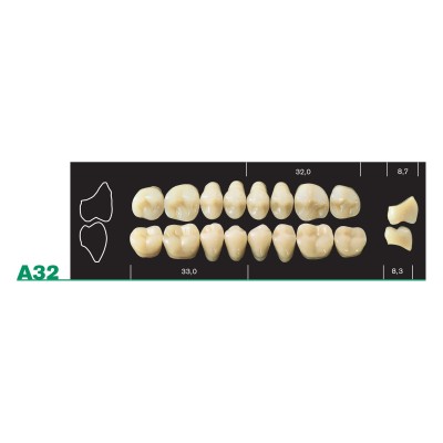 Major Plus Lower Posterior - 4-LAYER ACRYLIC TEETH