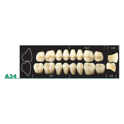 Major Plus Upper Posterior - 4-LAYER ACRYLIC TEETH